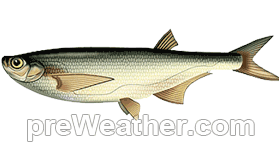 Sabrefish